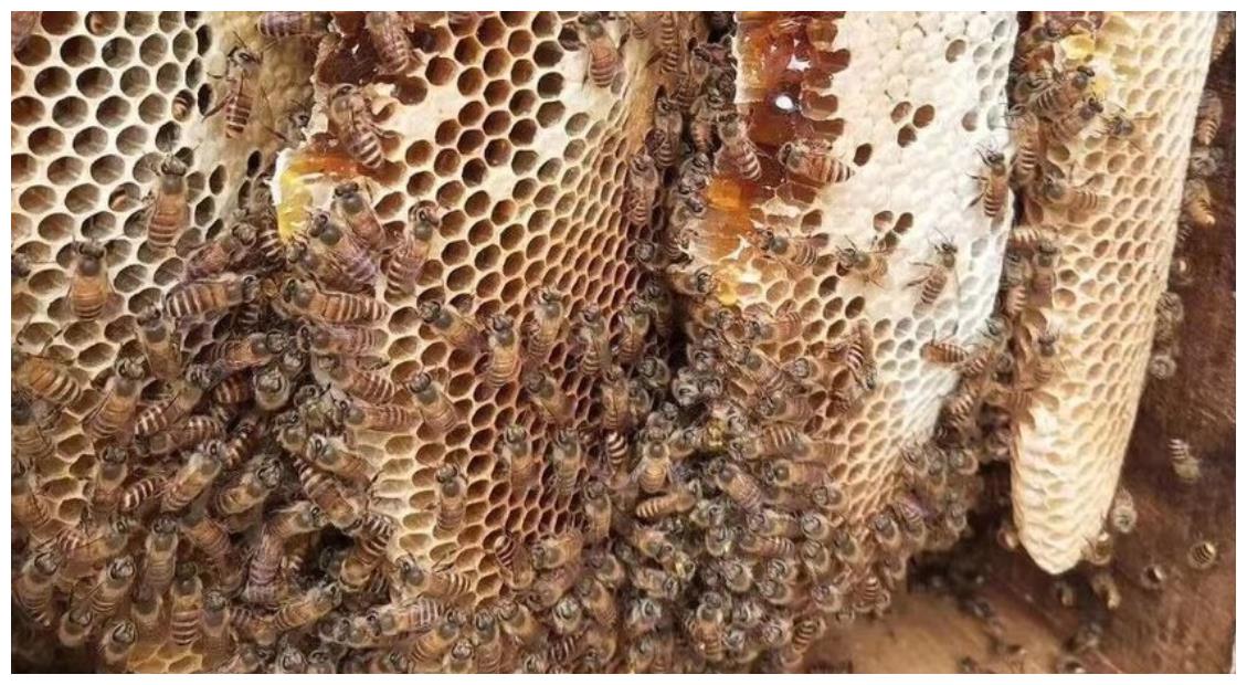 刚收回来的蜜蜂要几天才稳定（新收蜜蜂养殖方法）