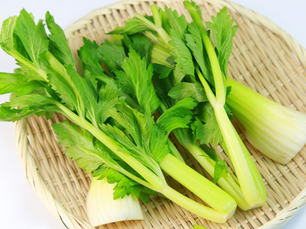 芹菜什么时候播种最好（芹菜的播种方法和播种时间）