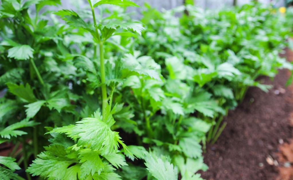 芹菜什么时候播种最好（芹菜的播种方法和播种时间）