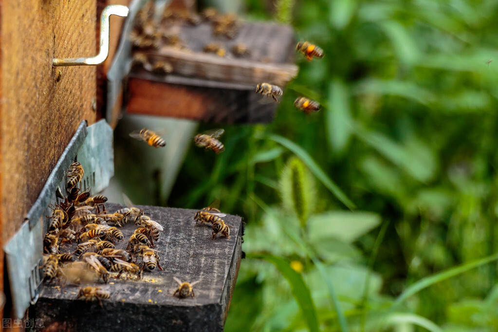 夏季养蜂应该要注意什么