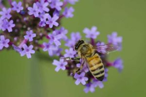 蜜蜂一般多少钱一箱？