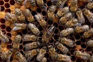 东北黑蜂高效养殖技术