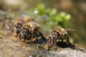 蜜蜂秋季繁殖技术视频