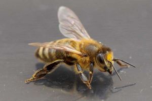 蜜蜂夏季管理技术视频
