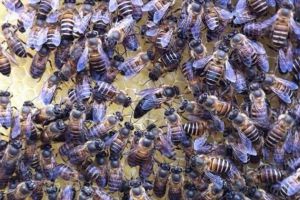 中蜂双王群养殖技术视频