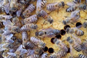中华蜜蜂养殖技术视频