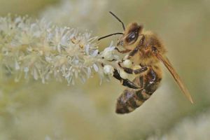 「基础篇」蜜蜂吃什么食物？