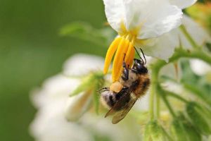 养100箱蜜蜂能挣多少钱？