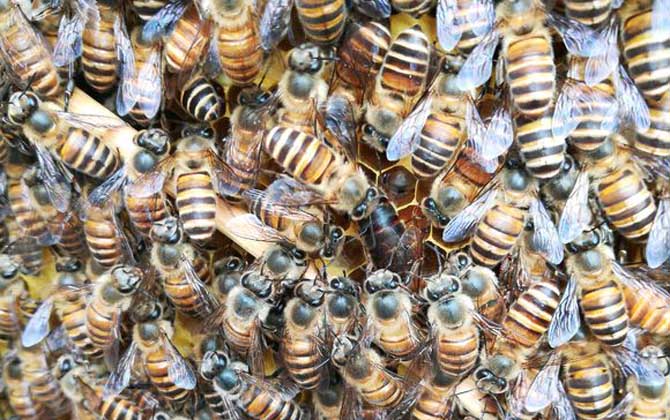 新手养蜂要掌握哪些技术？