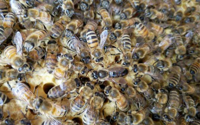 一斤花粉能喂多少蜂？