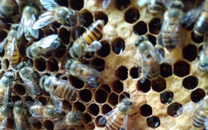 自然分蜂有什么征兆？