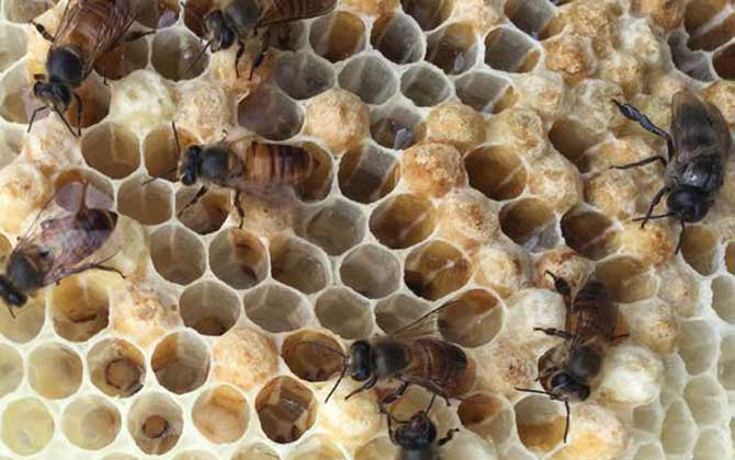 蜜蜂有王台怎么办？