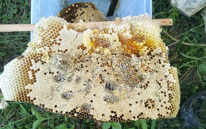 蜂巢有什么作用与功效？