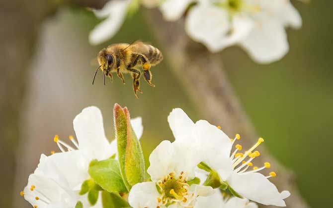 蜂毒能杀死癌细胞吗？