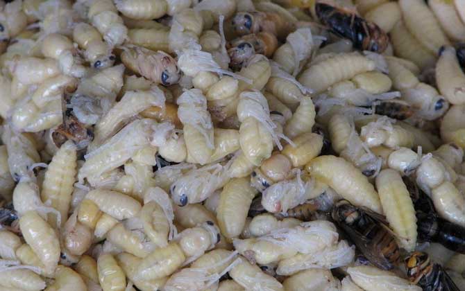 蜂蛹一次最多吃多少？