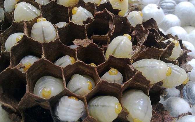 蜂蛹酒的禁忌及正确喝法