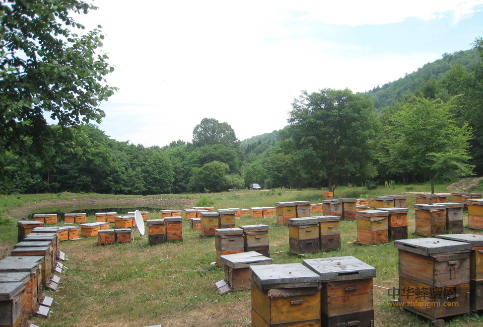 养蜂人贾大会养蜂卖蜜为妻治病