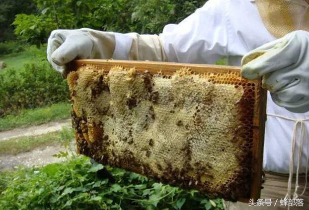 古代人们是如何取蜜的？现代养蜂人看了都心痛