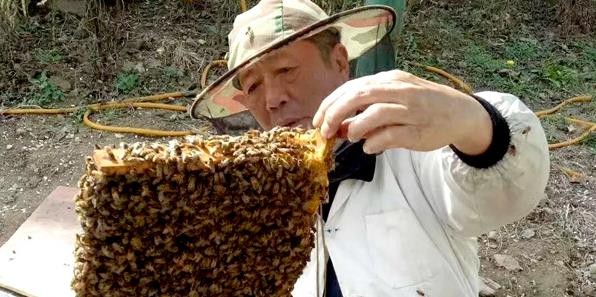 翼城蔡增权：中条山里的“甜蜜”时光养蜂圈里的大人物