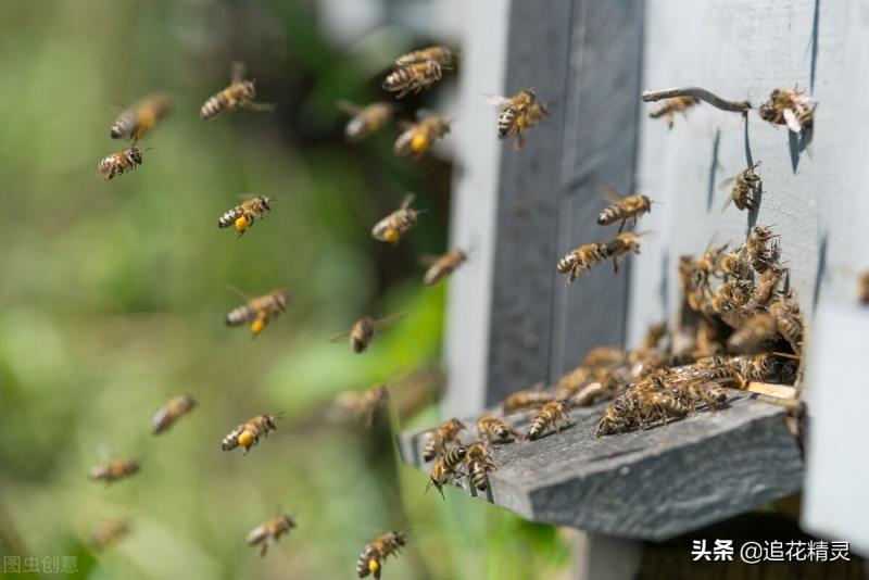 如果蜜蜂有思想，还会勤劳吗？看工蜂劳动的动力，论养蜂人的是非