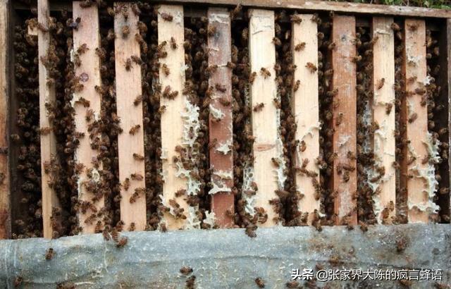 如何轻松高效养蜂?