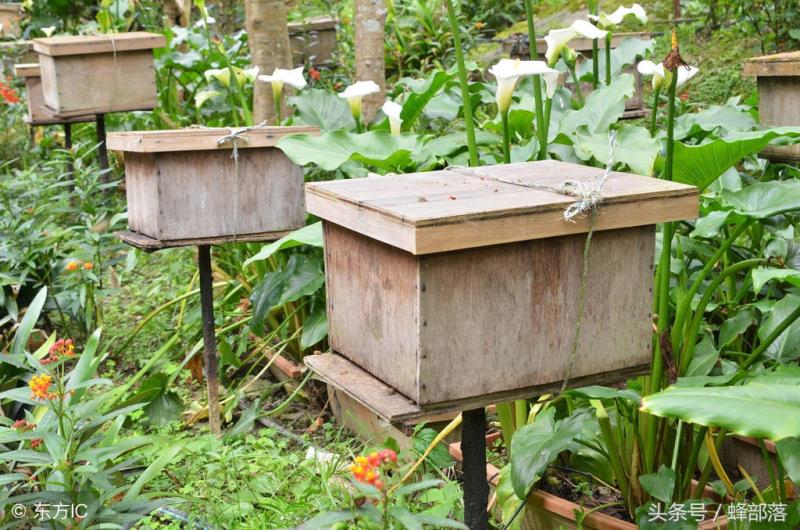 中蜂养殖走上养蜂致富道路的7个观念