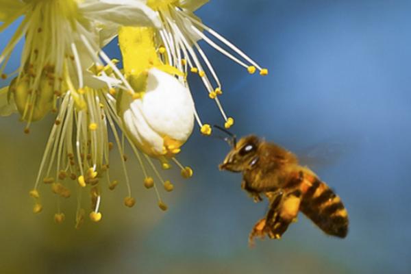 2022年蜜蜂养殖什么品种好（2022年养蜂蜂种选择）