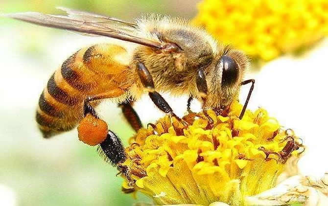 蜜蜂养殖十大忌讳（养蜂需要避开的坑）