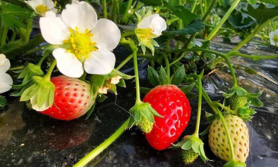 草莓花授粉和不授粉的区别（草莓授粉方式和养护技巧）