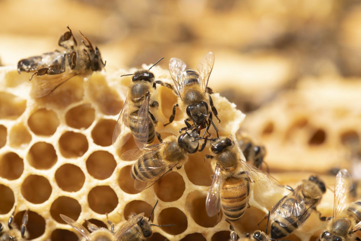 中蜂的蜂蜜是不是一样的品种？(不同蜂蜜有什么不同)