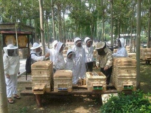 一箱蜜蜂用隔板能放两只蜂王吗（用隔王板组成上下双王群可以吗）