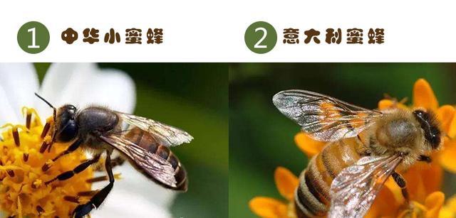 中华蜜蜂是不是叫意大利蜂呢（中蜂和意蜂的区别）