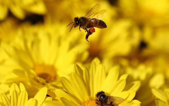 农村土蜜蜂多少钱一箱？