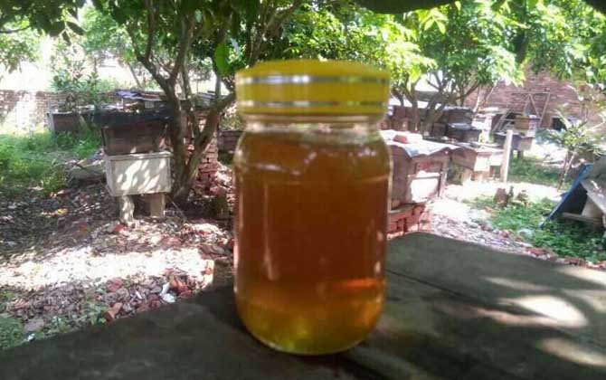 荔枝蜜和龙眼蜜哪种好(荔枝蜜好还是龙眼蜜好)