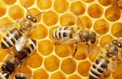 蜂王什么时候交尾容易成功（蜂王出房几天交尾几天产卵）