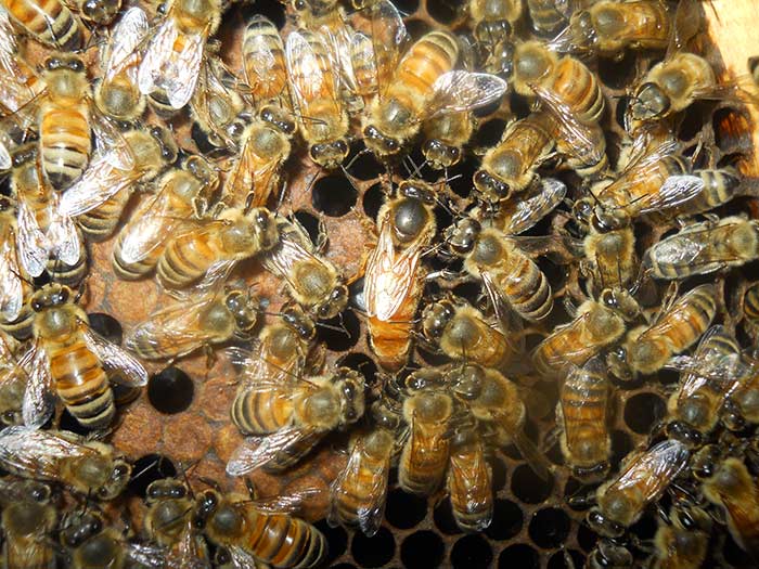 中华蜜蜂和意大利蜂蜜的区别（中蜂和意蜂蜂蜜价格差别大么？）