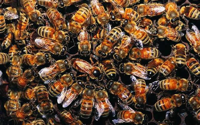 蜂群中工蜂围王蜂王多久会死？