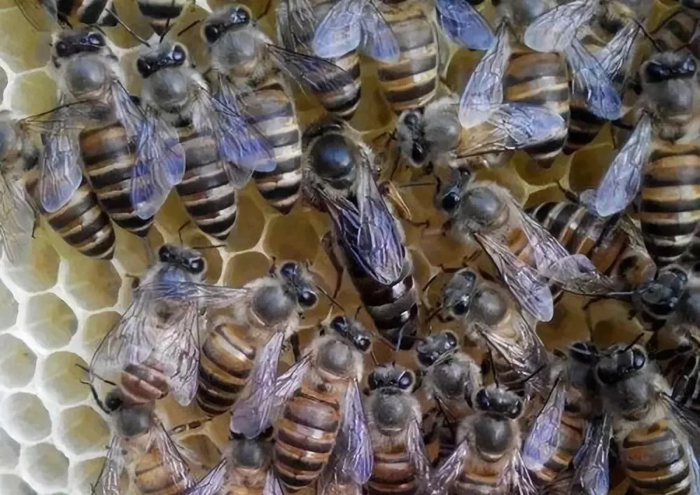 中蜂场多少群以上算规模大（中蜂规模养殖）