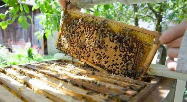 【蜜蜂知识】如何进行人工分蜂？