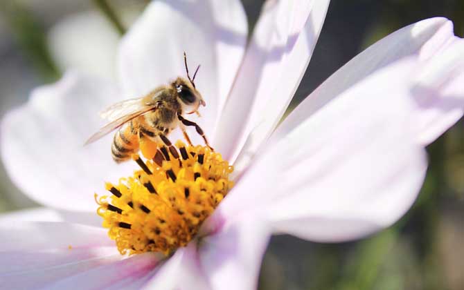 养蜂行业不被看好的原因？