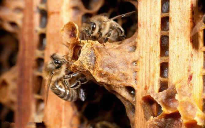 养蜂怎样人工育王最简单？