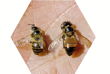 怎么捕捉意大利蜜蜂（如何在野外诱到意蜂）