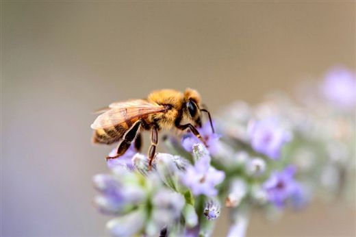 意蜂和中蜂一体箱混养可以吗?(中蜂意蜂合群混养技术)