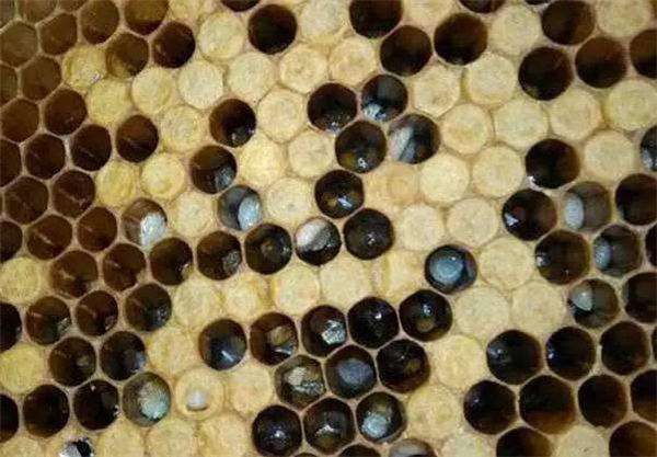 蜜蜂美洲幼虫病如何防治？