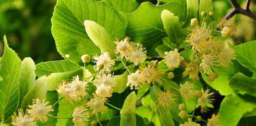 椴树蜜属于几等蜂蜜（什么是椴树蜂蜜）