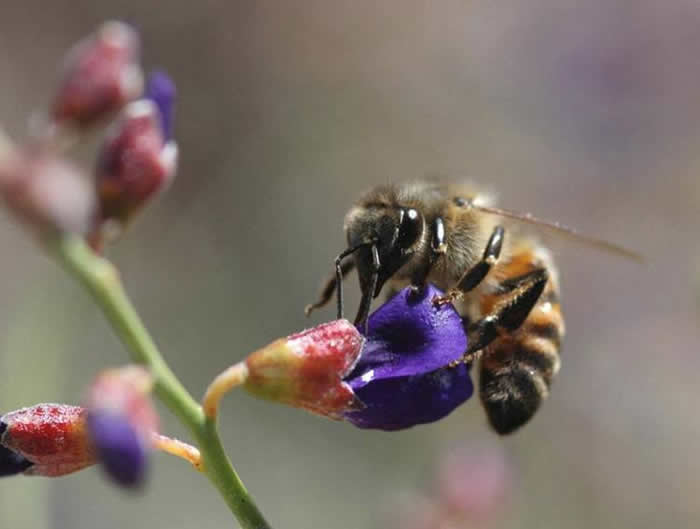 【蜜蜂知识】新手怎么才能养好蜜蜂？
