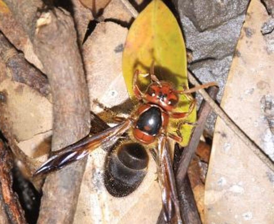 大虎头蜂真能蜇死人吗？(扒一扒虎头蜂的厉害)