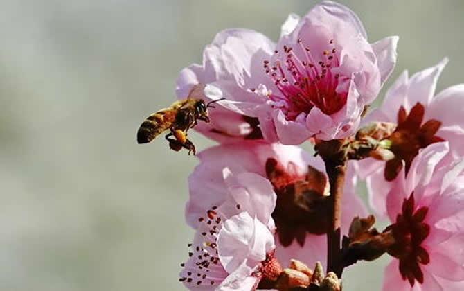 新手养蜂蜜蜂从哪里来？