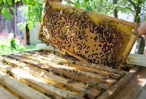 蜜蜂咬掉多余的巢础（蜜蜂啃咬巢础是什么原因）
