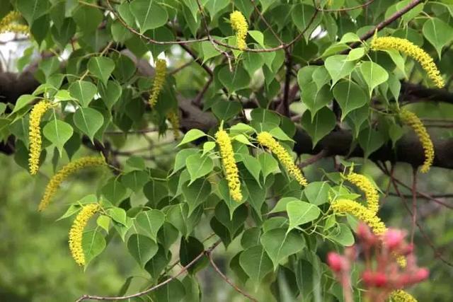 一颗桂花树可养多少蜜蜂（蜜蜂不采桂花树的原因）